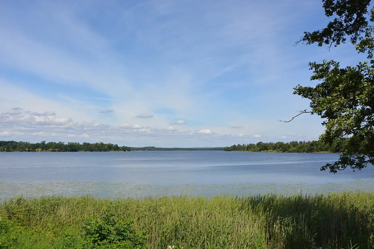 Sjoutsikt i Rottne med vass och lugnt vatten