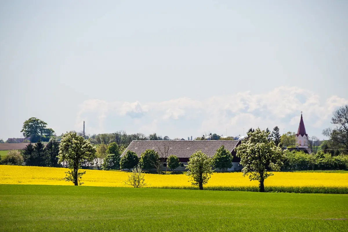 Rapsfält i Skåne med by och kyrktorn i fjärran