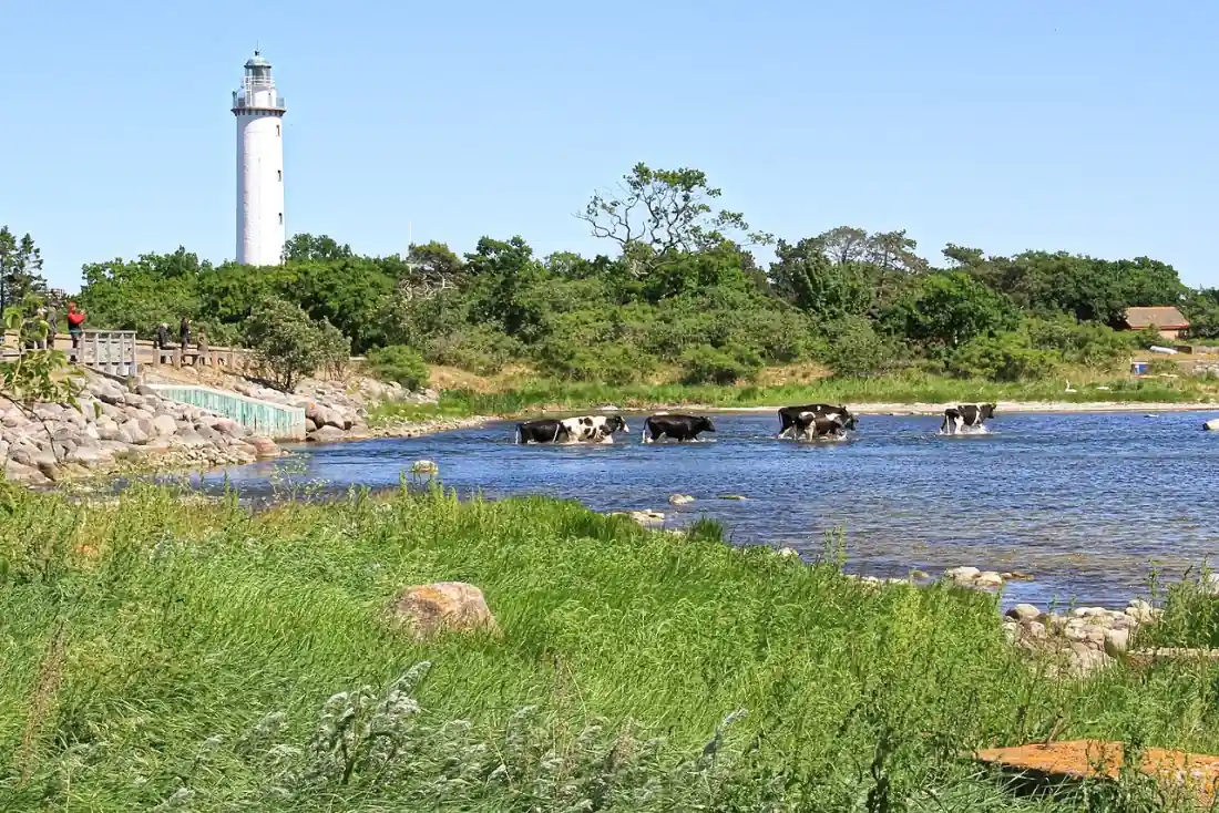 Fyr på Öland med kust och gräsmark