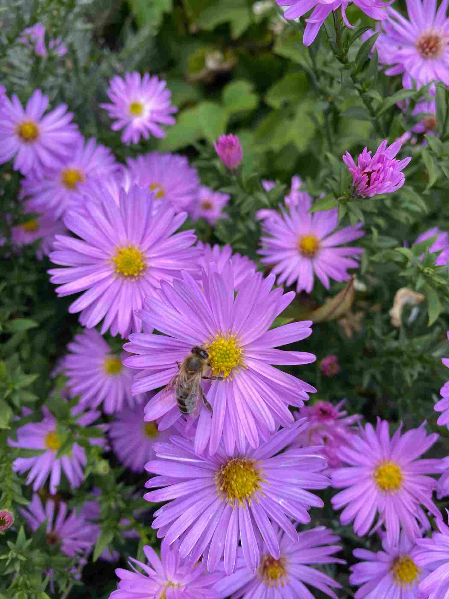 Arzneigarten Detailbild lila Blumen mit Biene