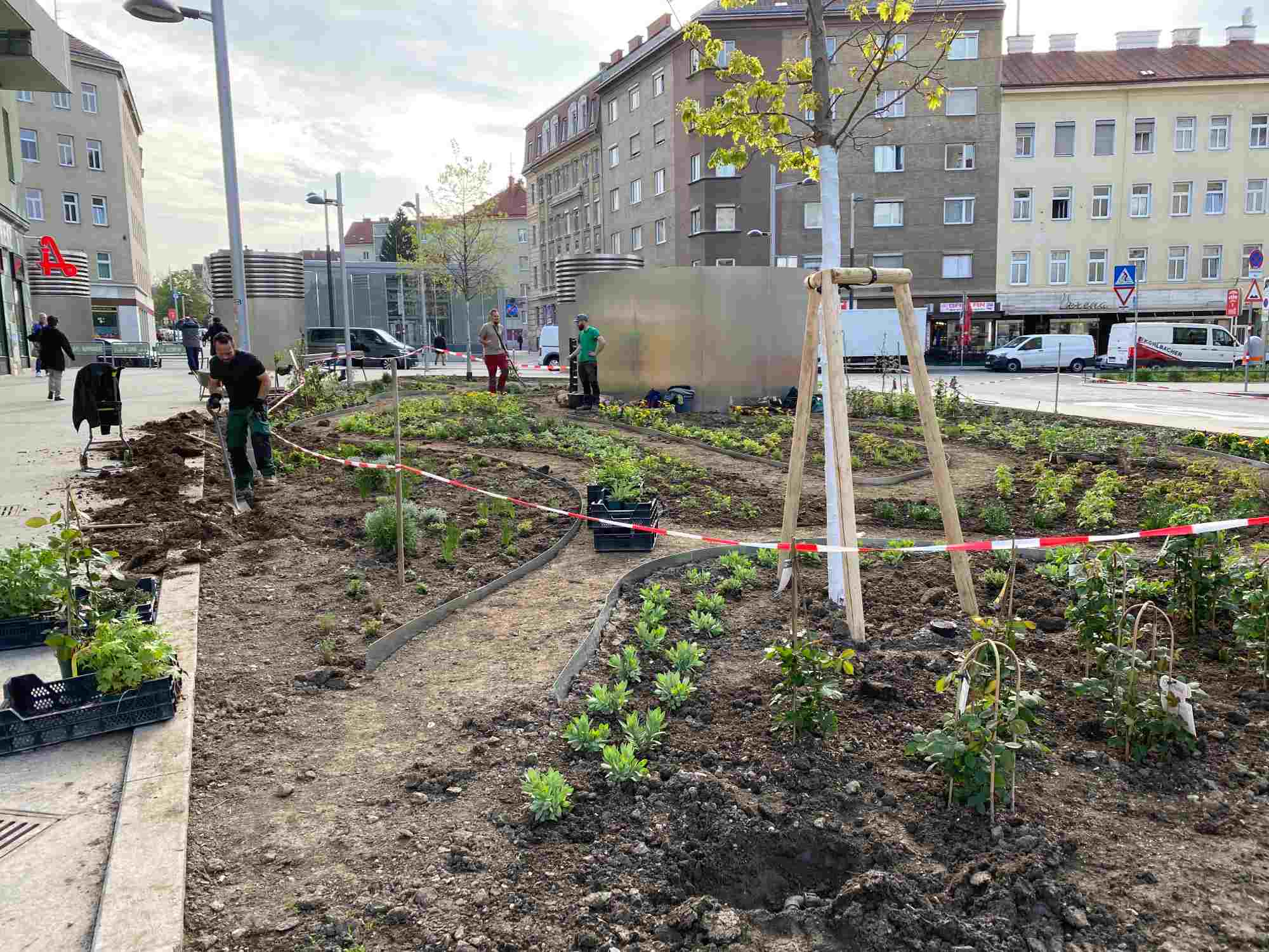 Arzneigarten neue Bepflanzung