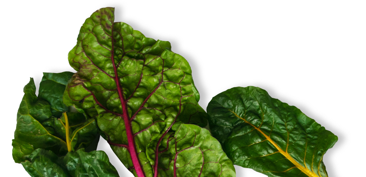 Dark leafy green chard on a maroon background.
