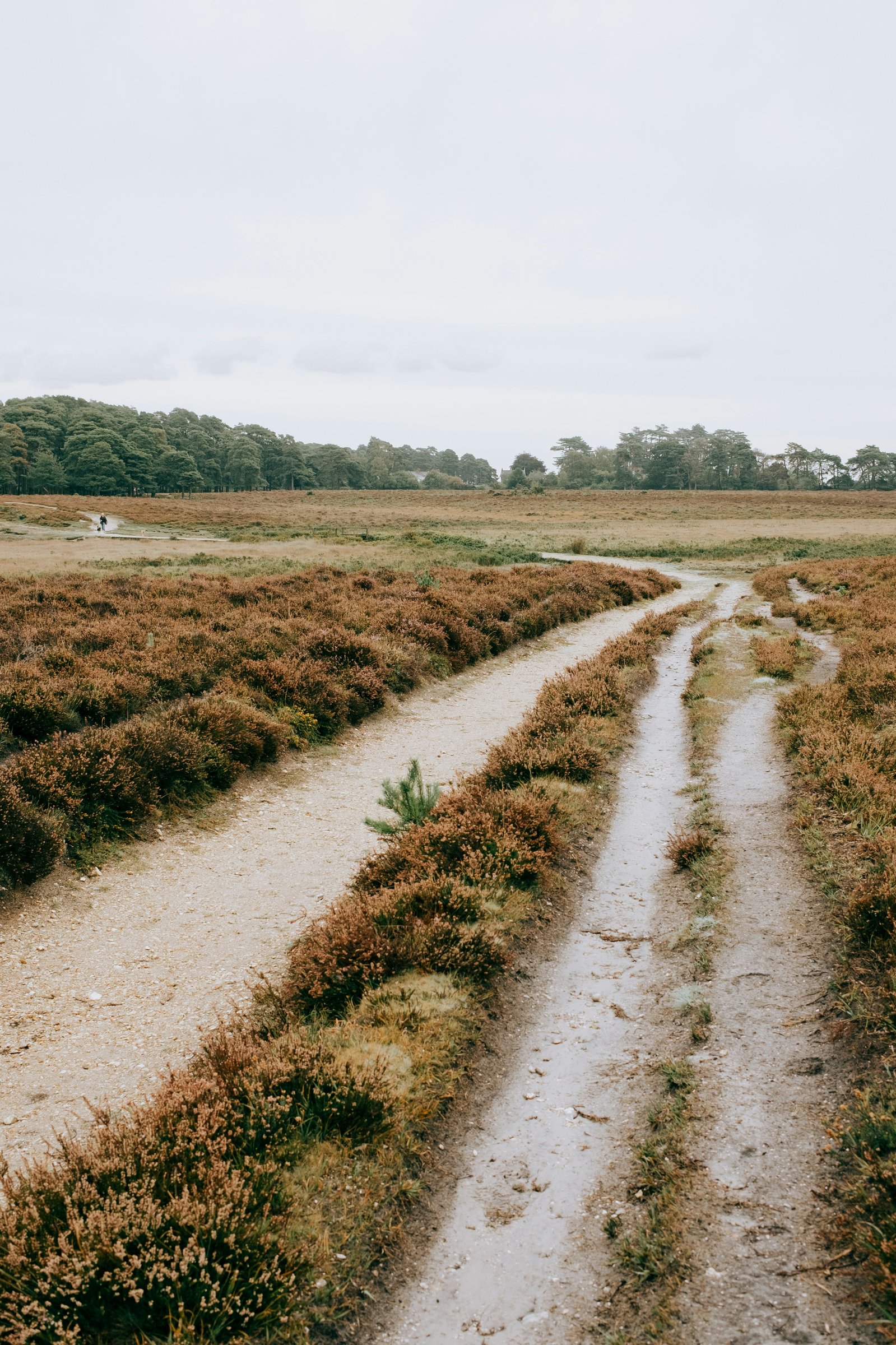 A person standing at a fork where a natural trail divides into two paths