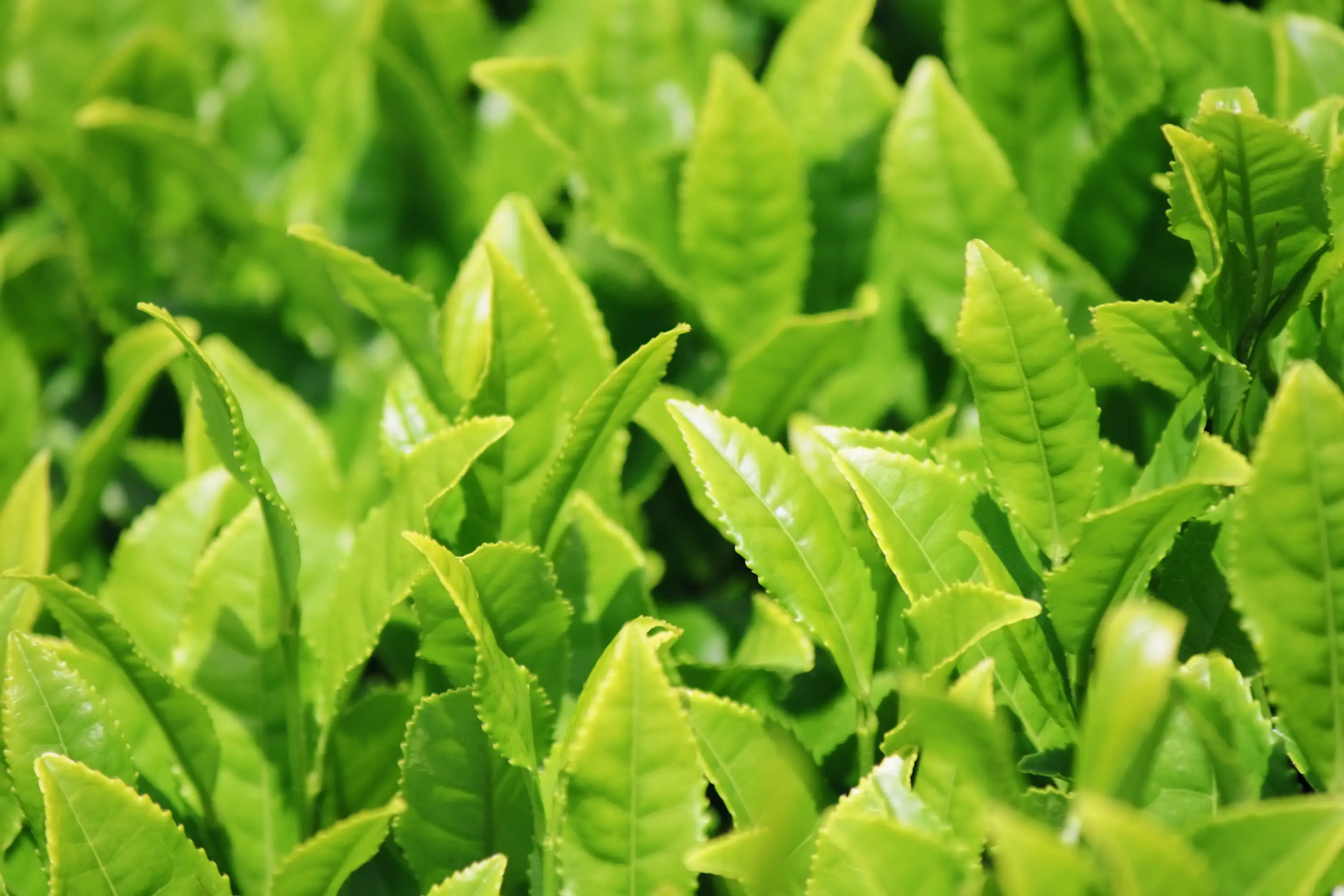 L-Theanine clinical research