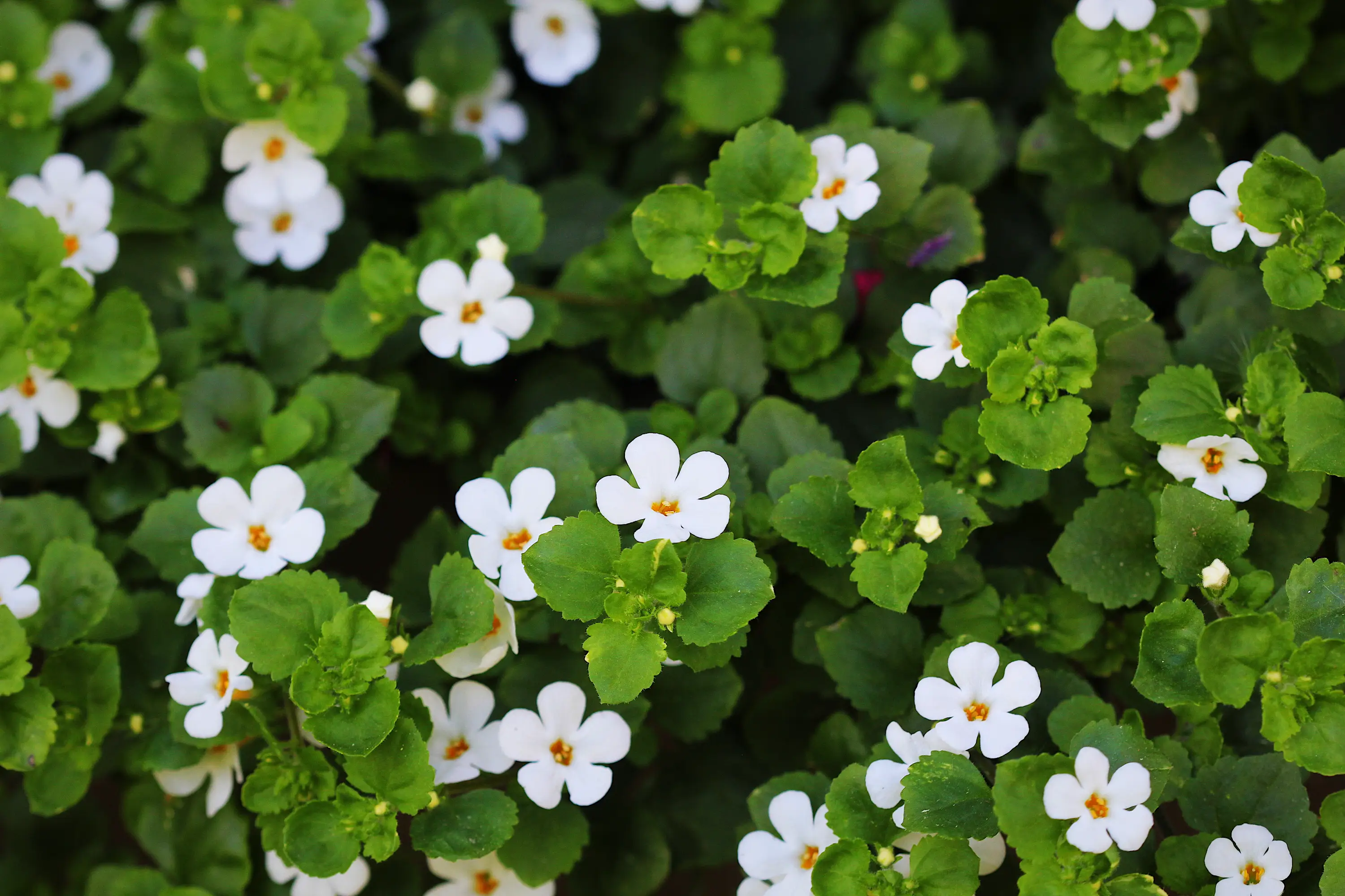 Bacopa Monnieri clinical research