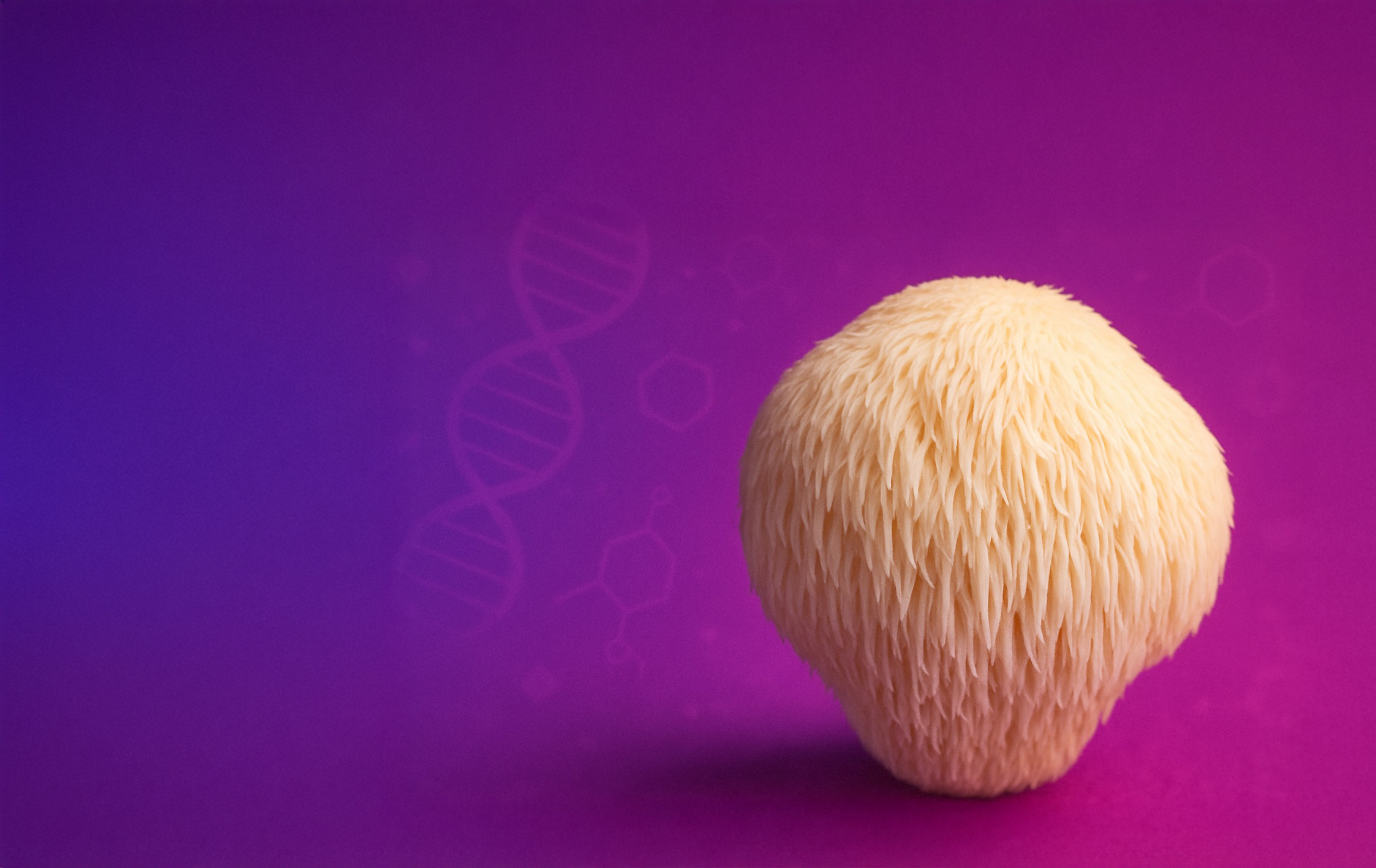 Lions Mane Mushroom clinical science banner, hericenones and erinacines studied for NGF synthesis and cognitive function