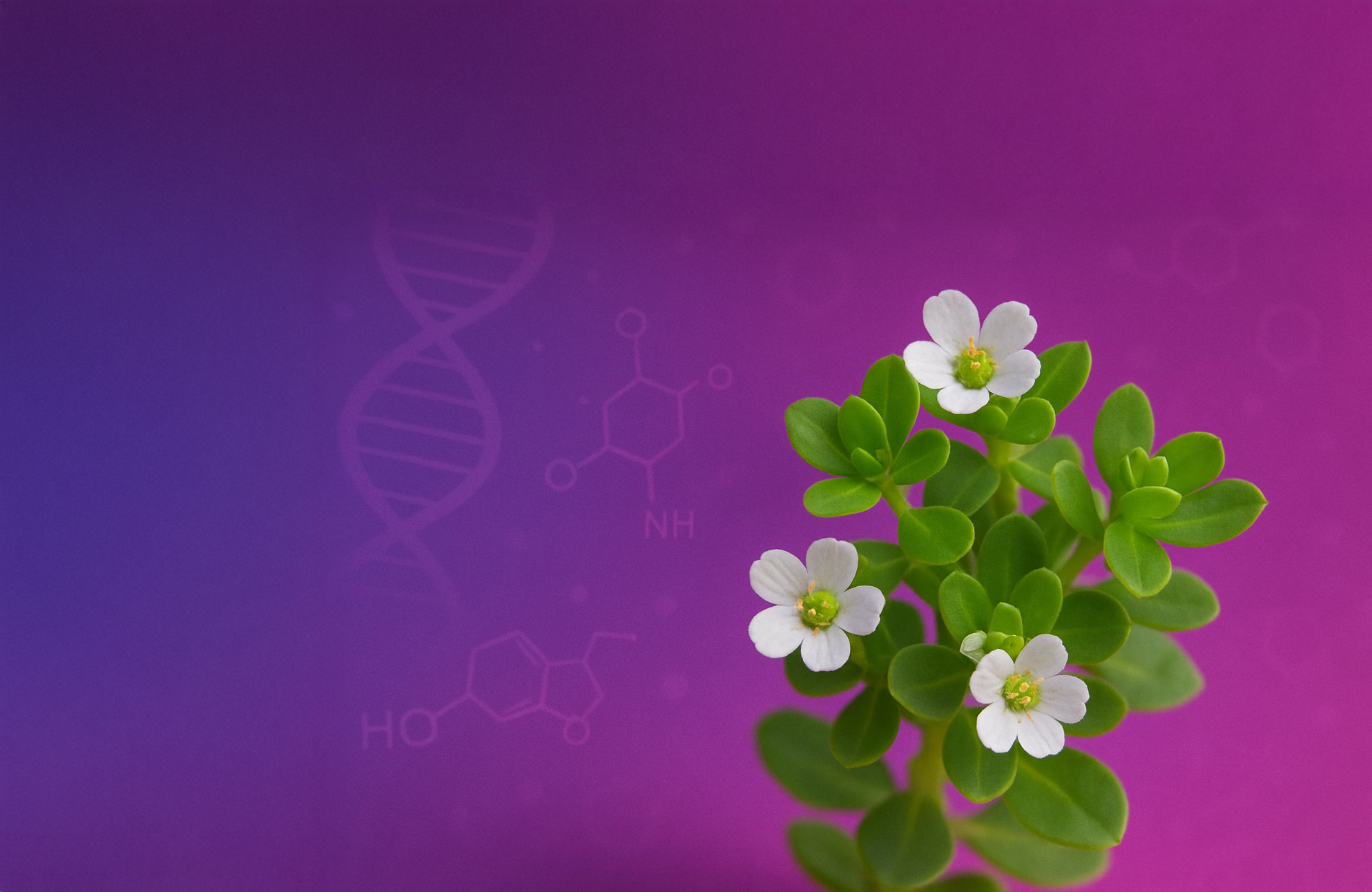 Bacopa Monnieri clinical science banner, bacosides A and B studied for synaptic communication and memory consolidation
