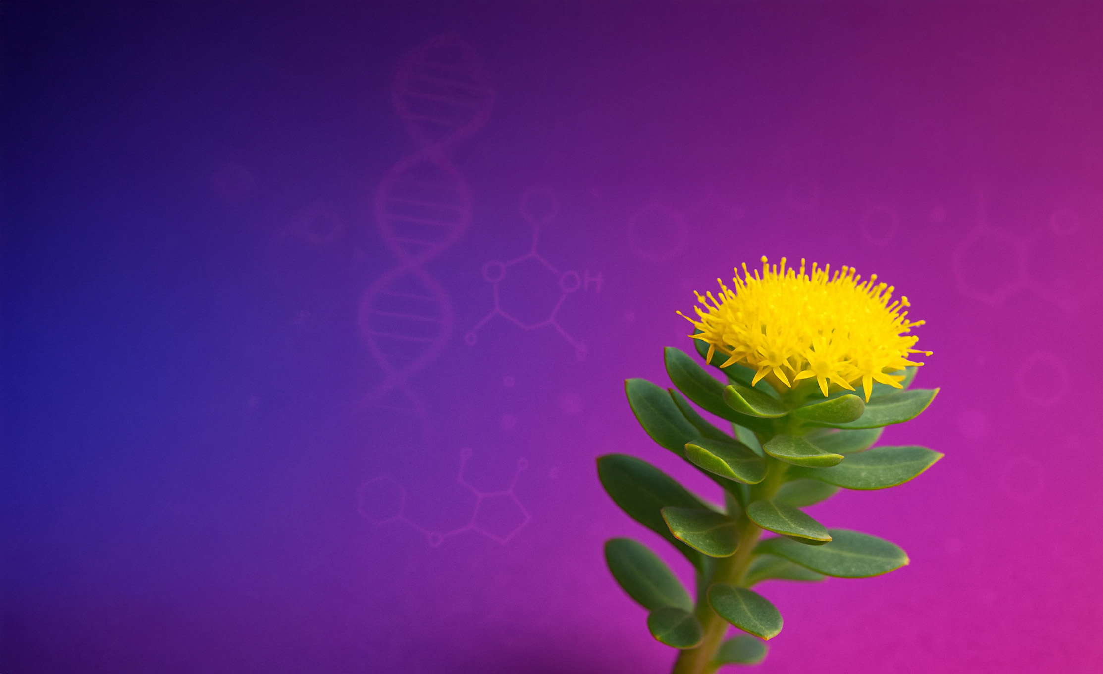 Rhodiola Rosea clinical science banner, rosavins and salidroside studied for fatigue resistance and mental work capacity