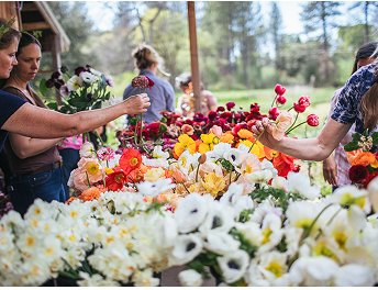 People picking flowers