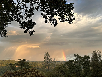 Trees with horizon and rainbow peeking out from the clouds