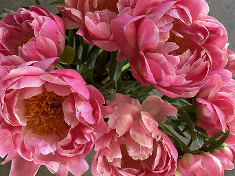 Peony Coral Charm