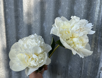 Peony Duchess de Nemours