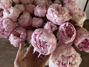 Peony Sarah Bernhardt