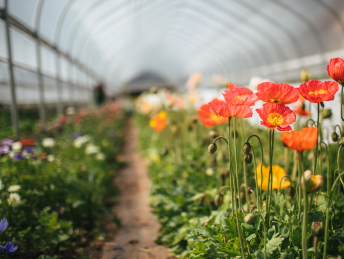 Flowers growing in greenhouse