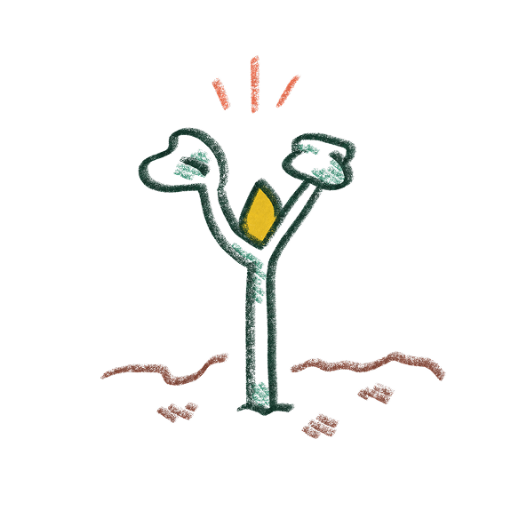 a solo sapling 