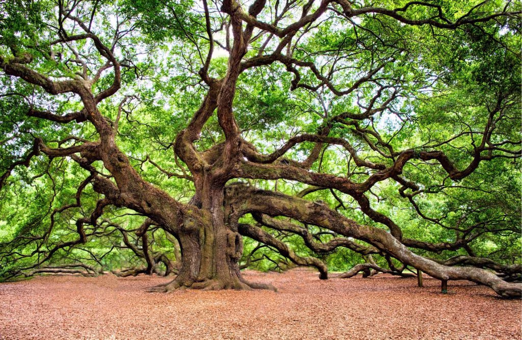 Tree branches depicting the complexity of companies.