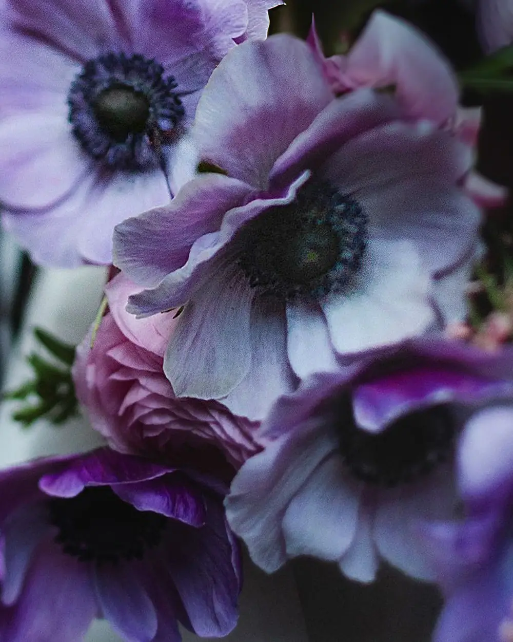 Purple and lavender anemones with dark centres beside a pink ranunculus, soft dark background