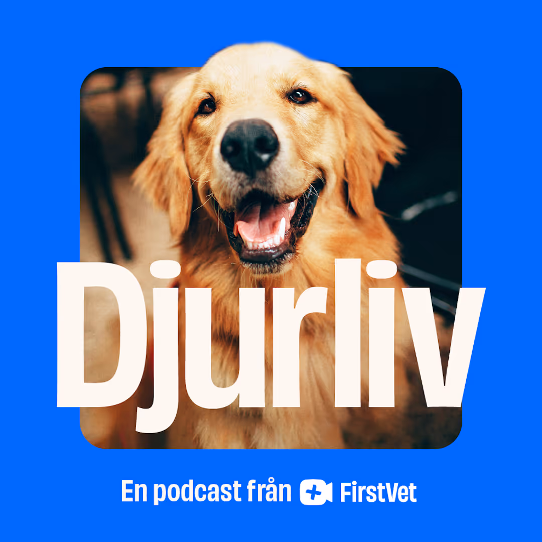 Firstvet: Djurliv