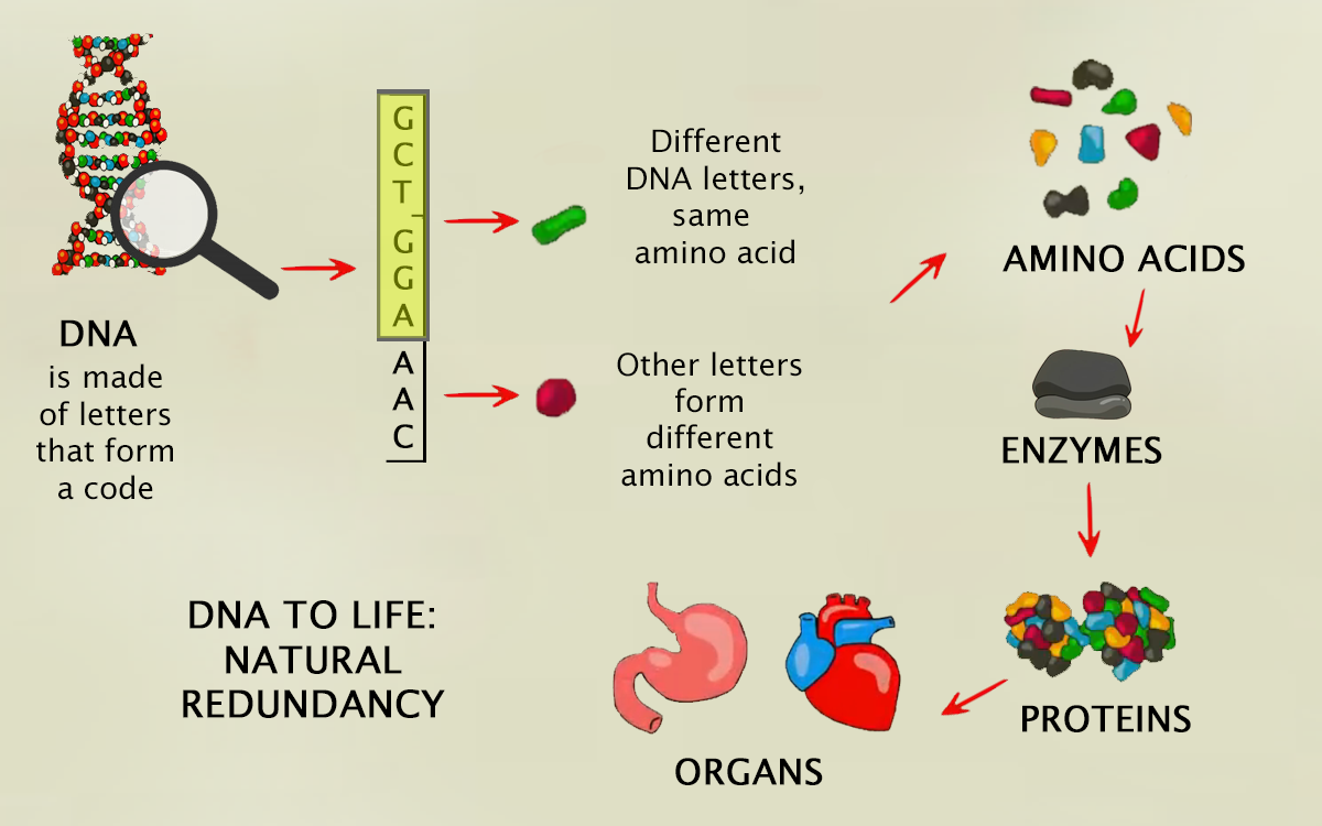Diagram showing DNA redundancy: different DNA sequences can lead to the same or different amino acids, highlighting the concept of redundancy in biology and business.
