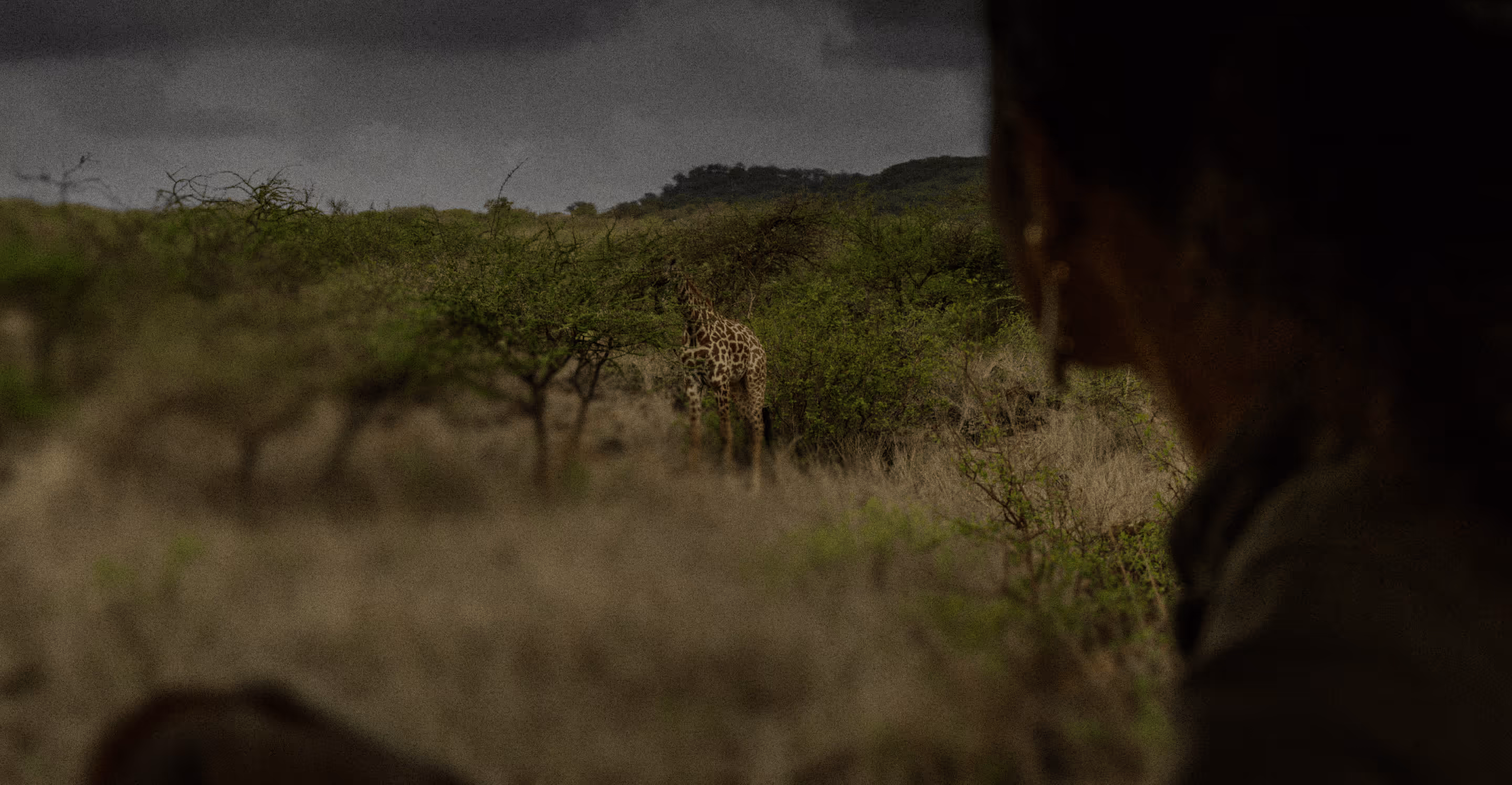 Person beobachtet eine Giraffe in der Ferne zwischen Büschen unter bewölktem Himmel.