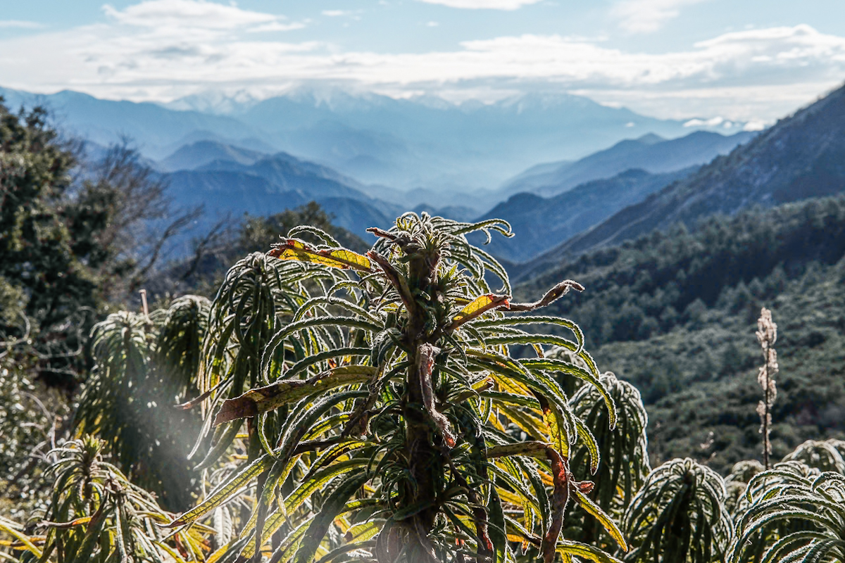 A Poodle Dog Bush plant overlooking mountains in the ANF