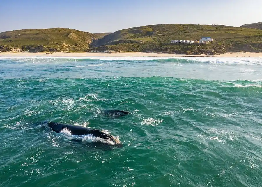 Honeymoon mit Zalected - Südafrika