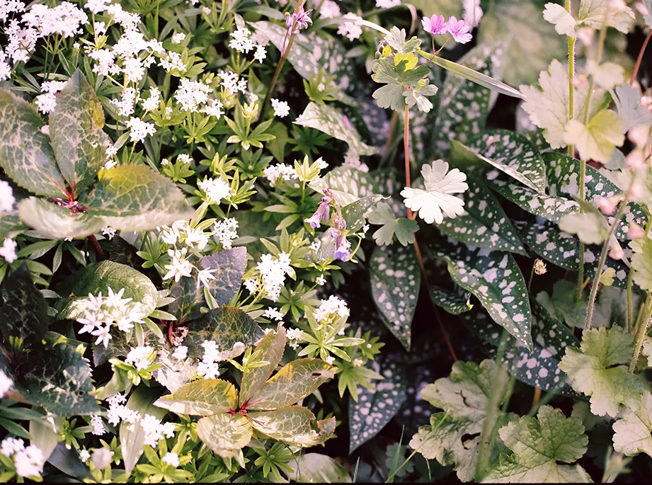 woodland garden with ferns, gallium and pulmonaria