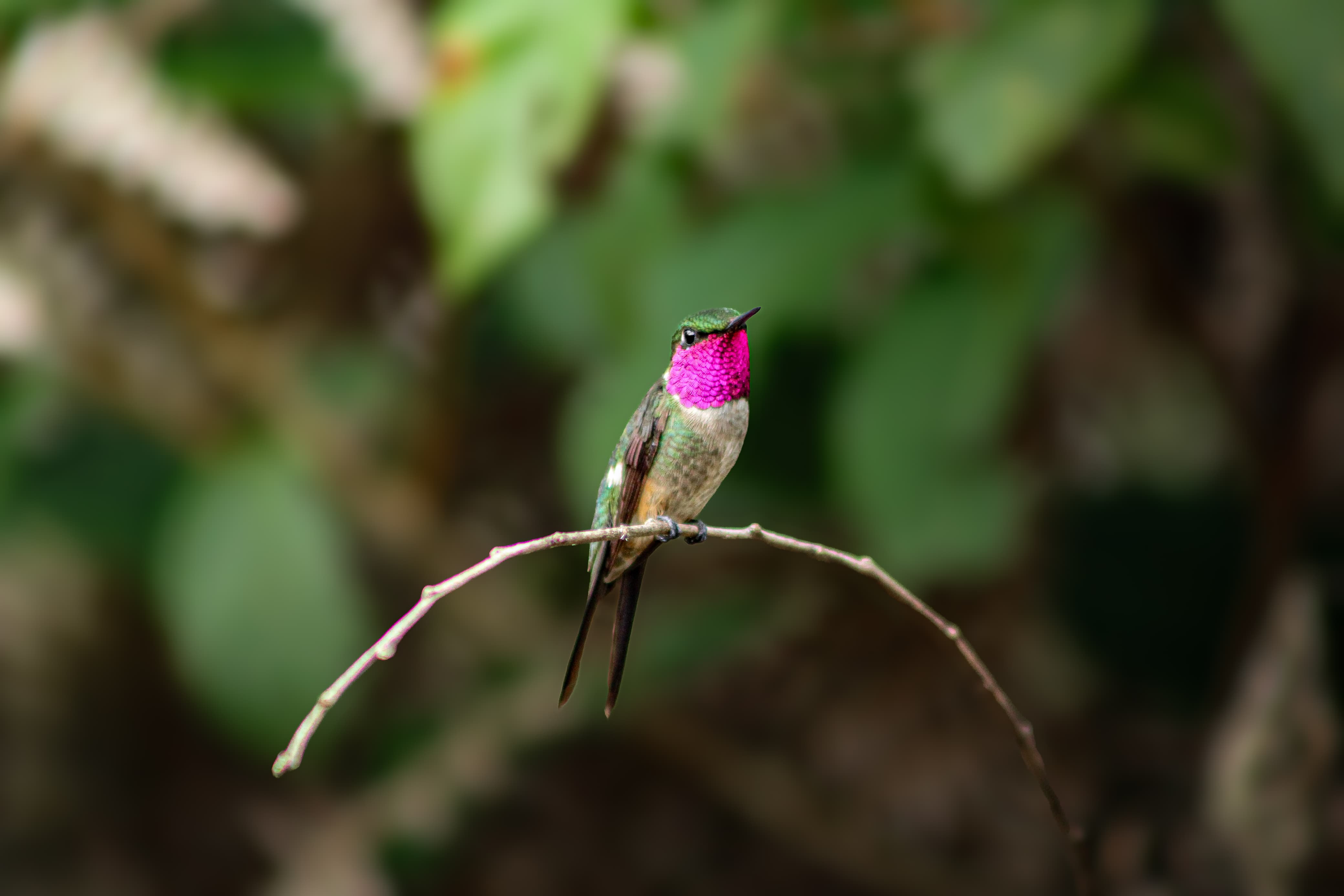 Kaetés Reserve - Transparency