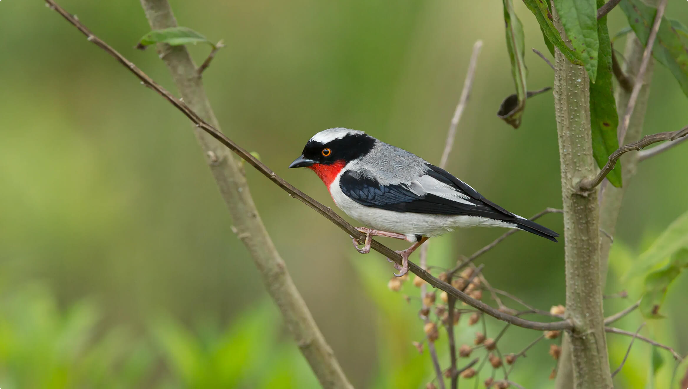 Kaetés Reserve - Website