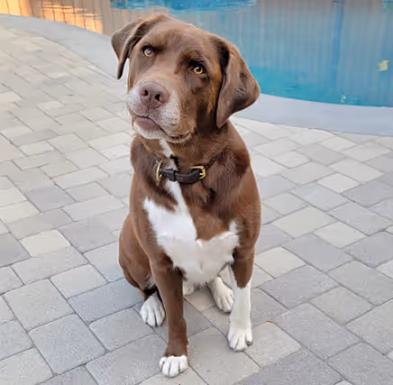 Chocolate lab dog in front of pool