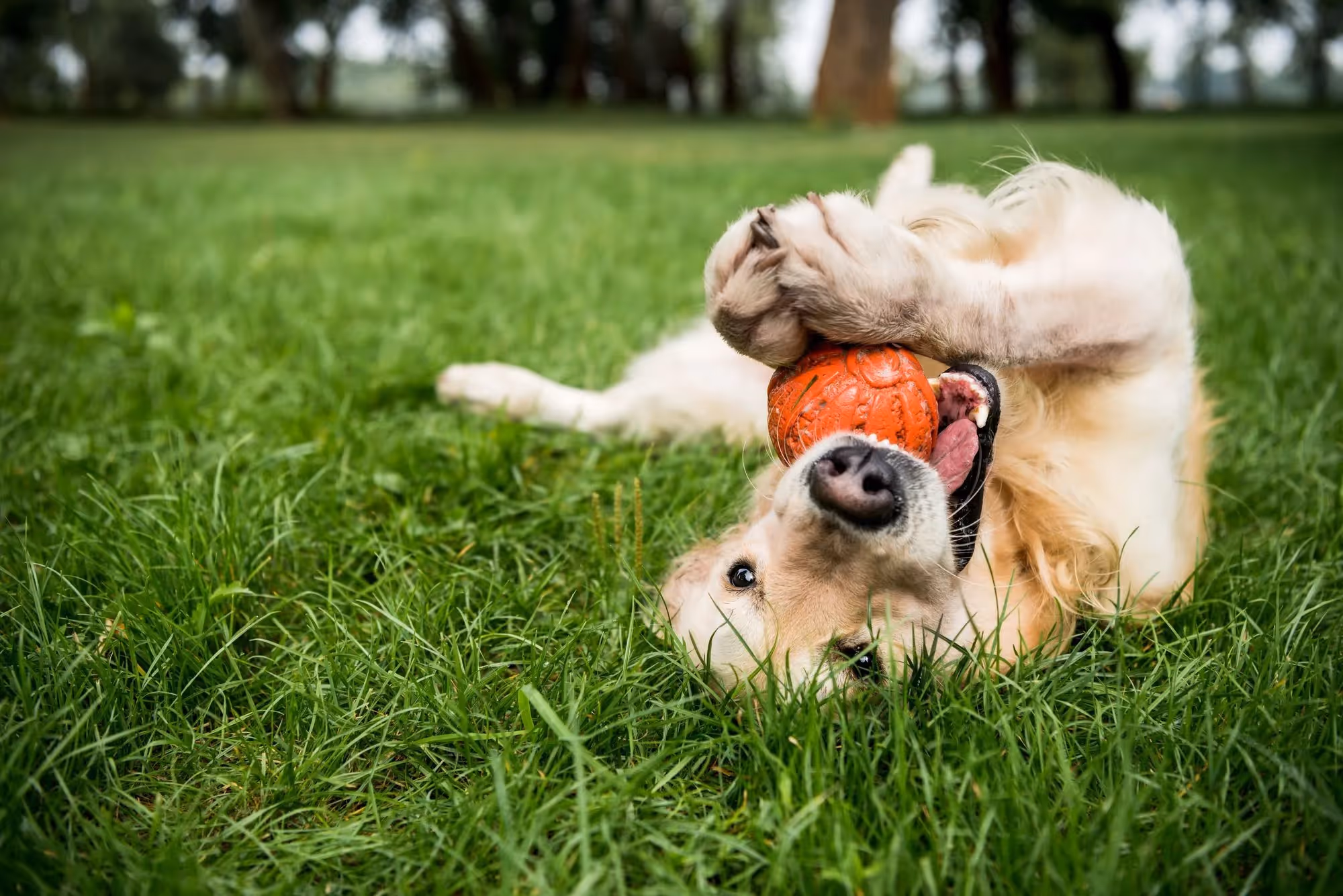 dog with ball stock image