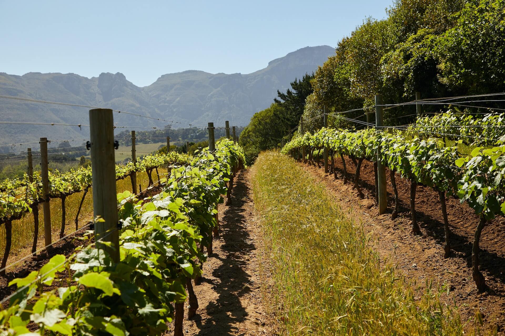 Wide open vineyard space
