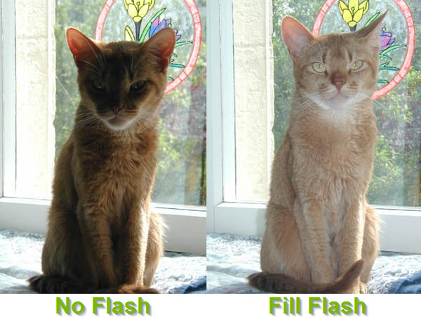 Photos with no flash and fill flash side by side.