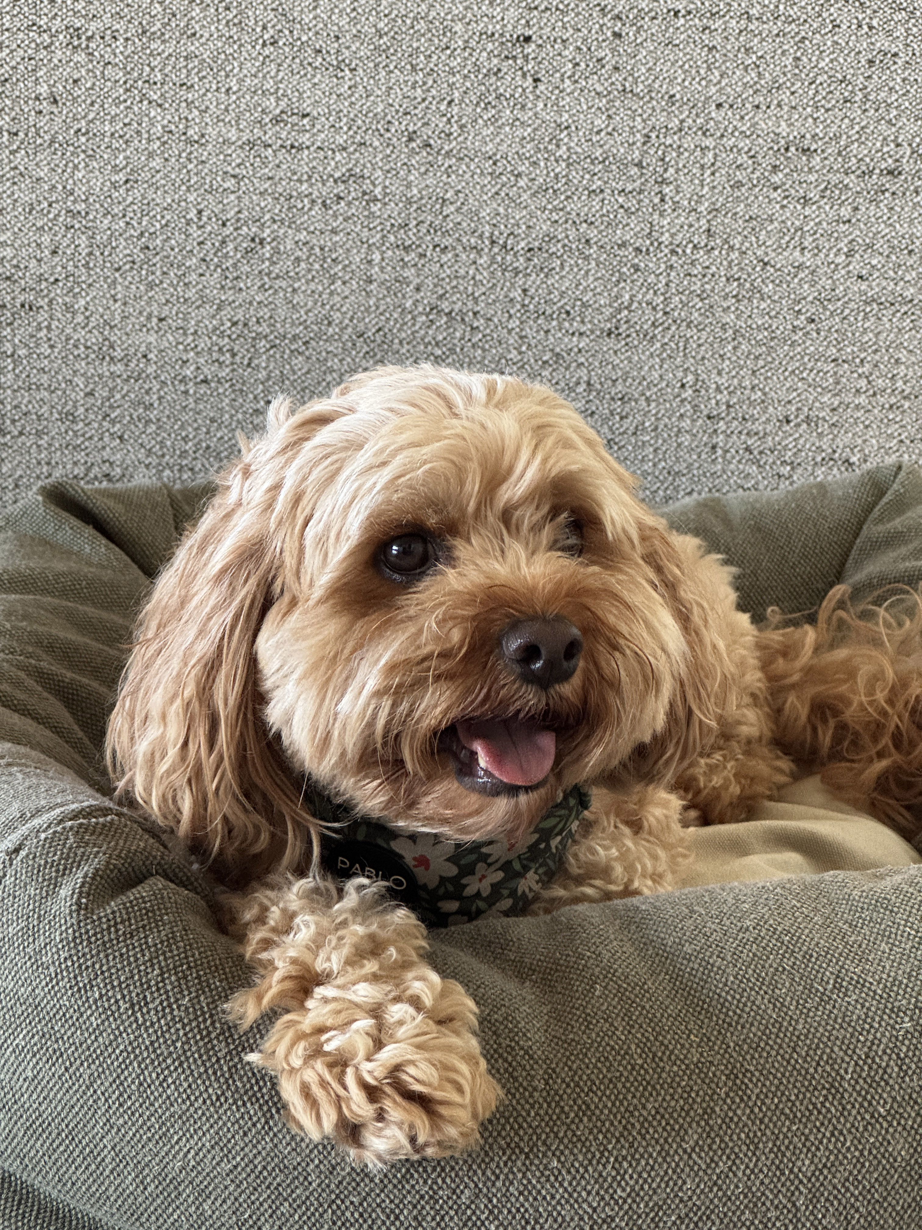 Dog on green dog bed 
