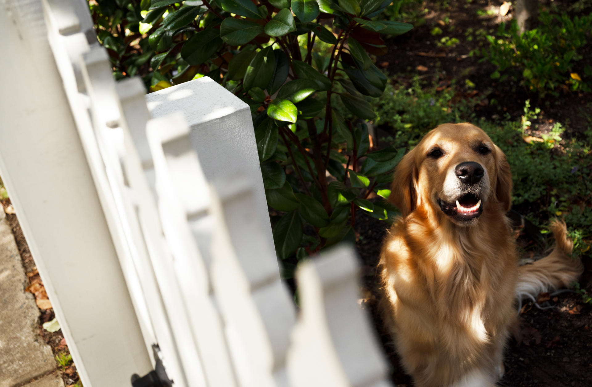 Golden retriever behind fence 