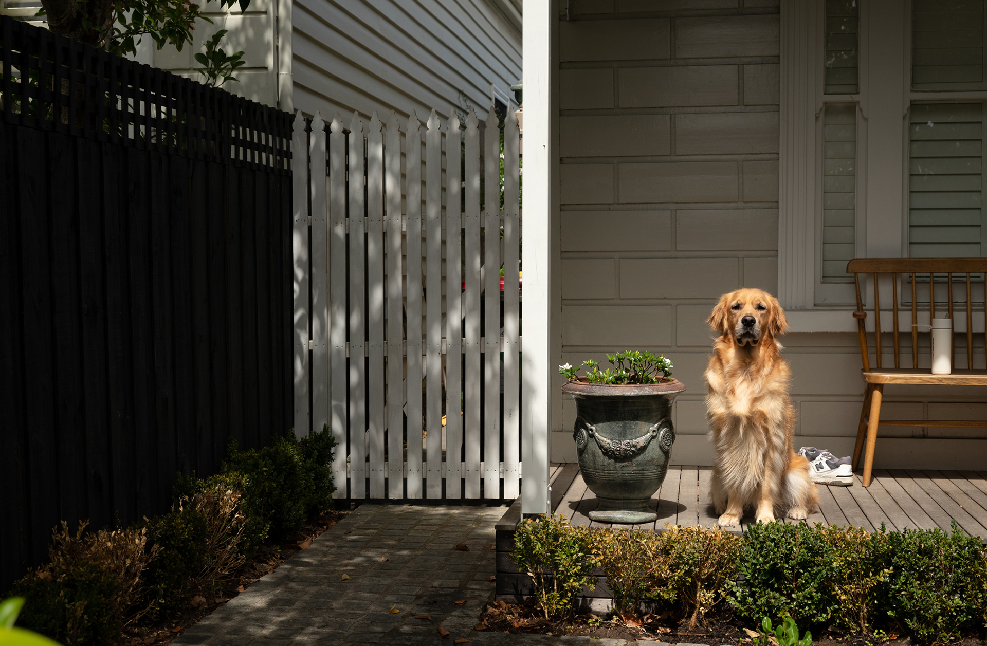 Golden retriever on front door step 