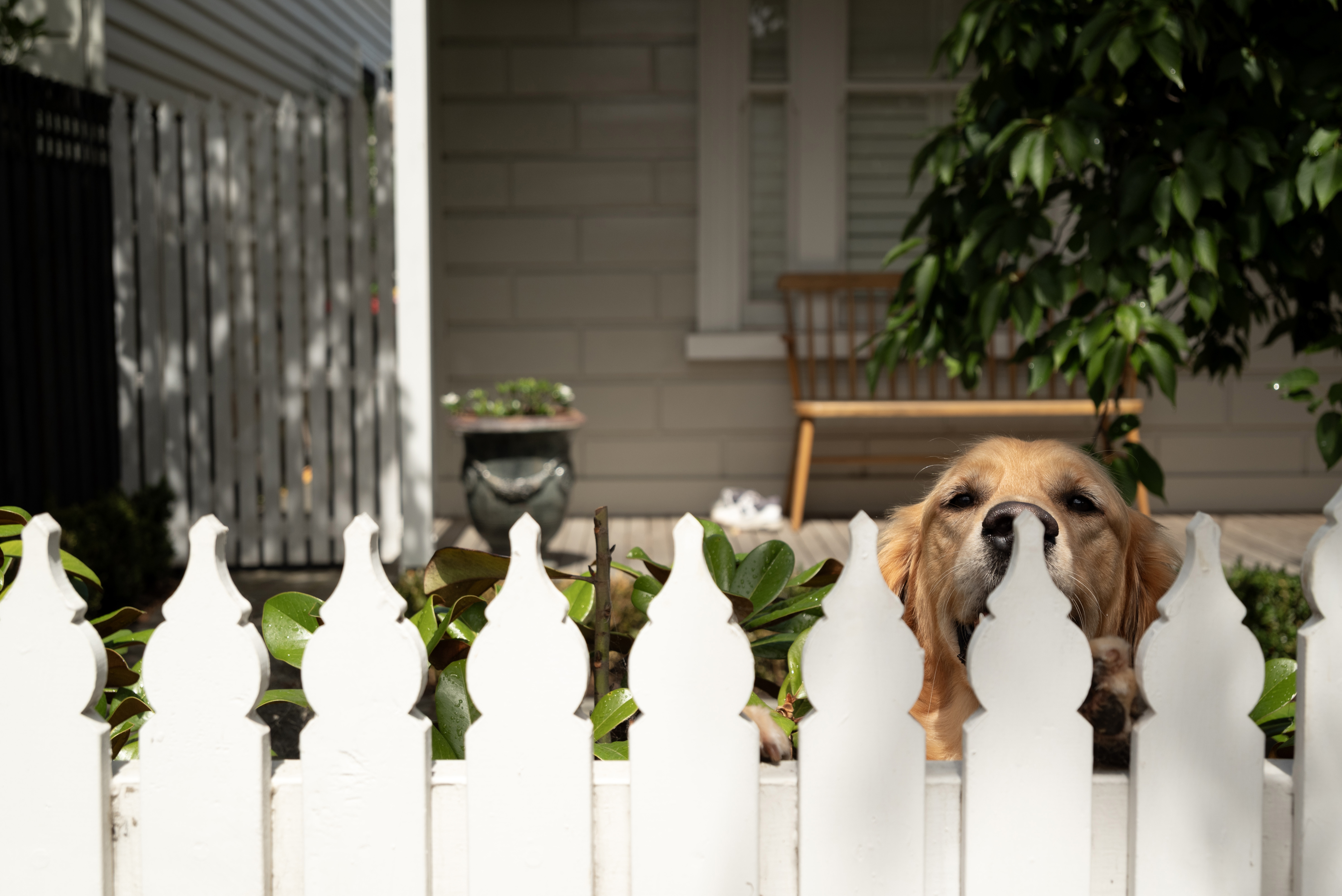 Dog peering over fence 