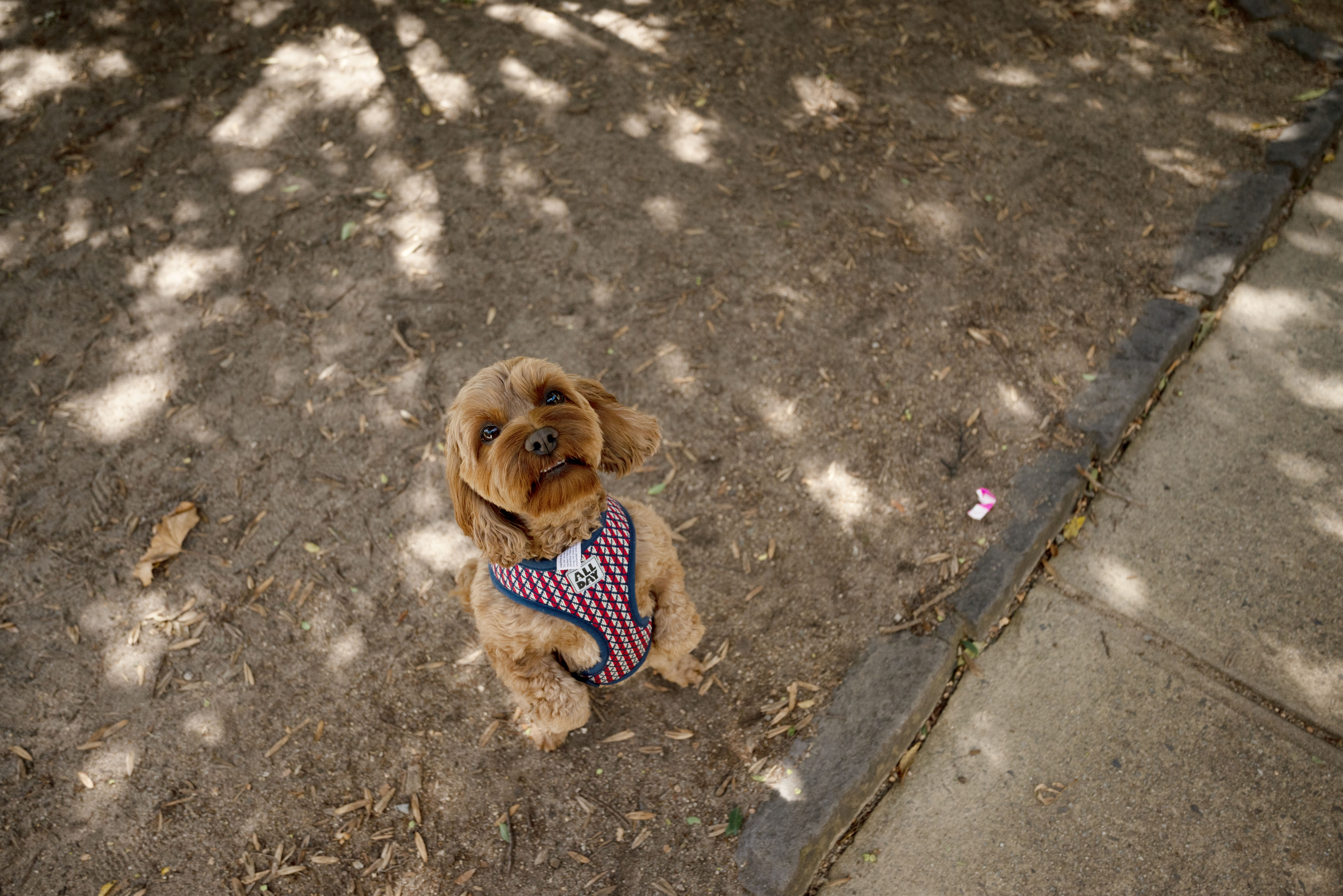 Small brown dog standing on hind legs