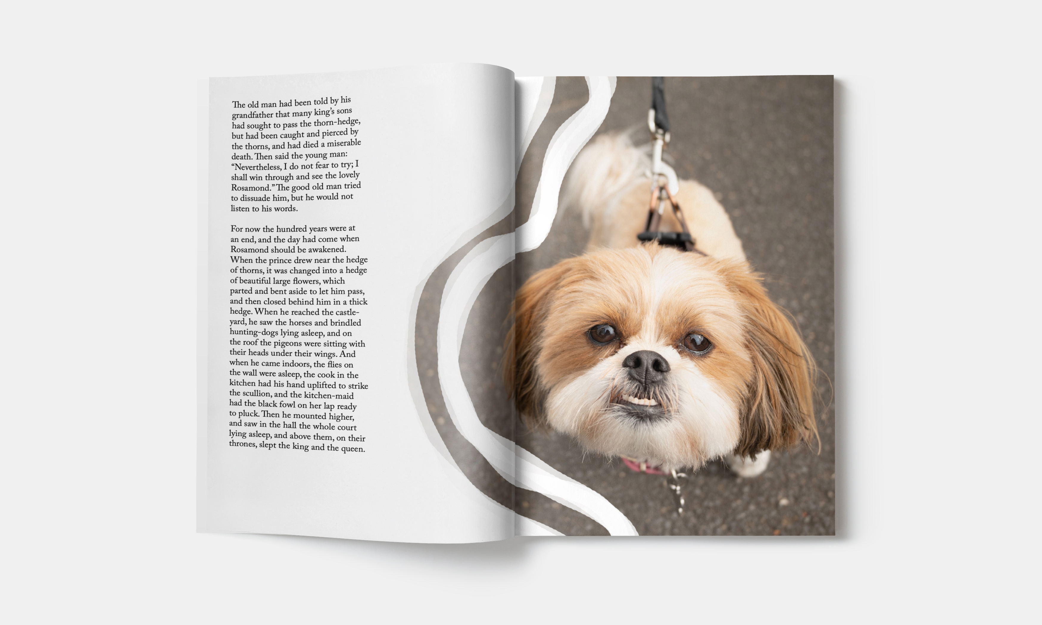 GIF of Idyllic Armadale Publication: text and dog 