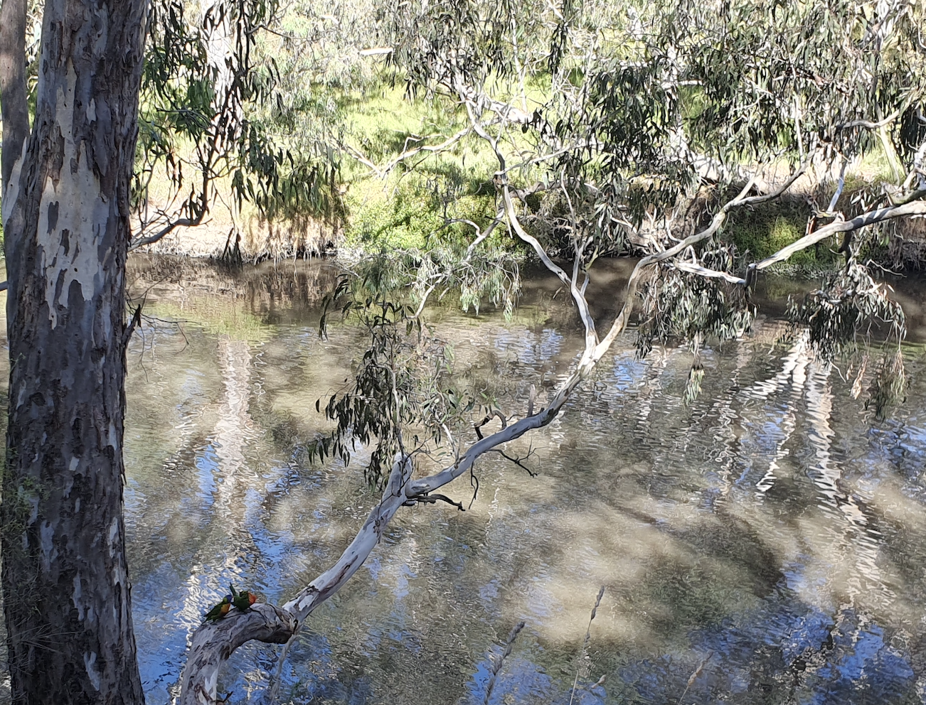 Tomorrow's River: Reimagining Connection with a Climate-resilient Birrarung