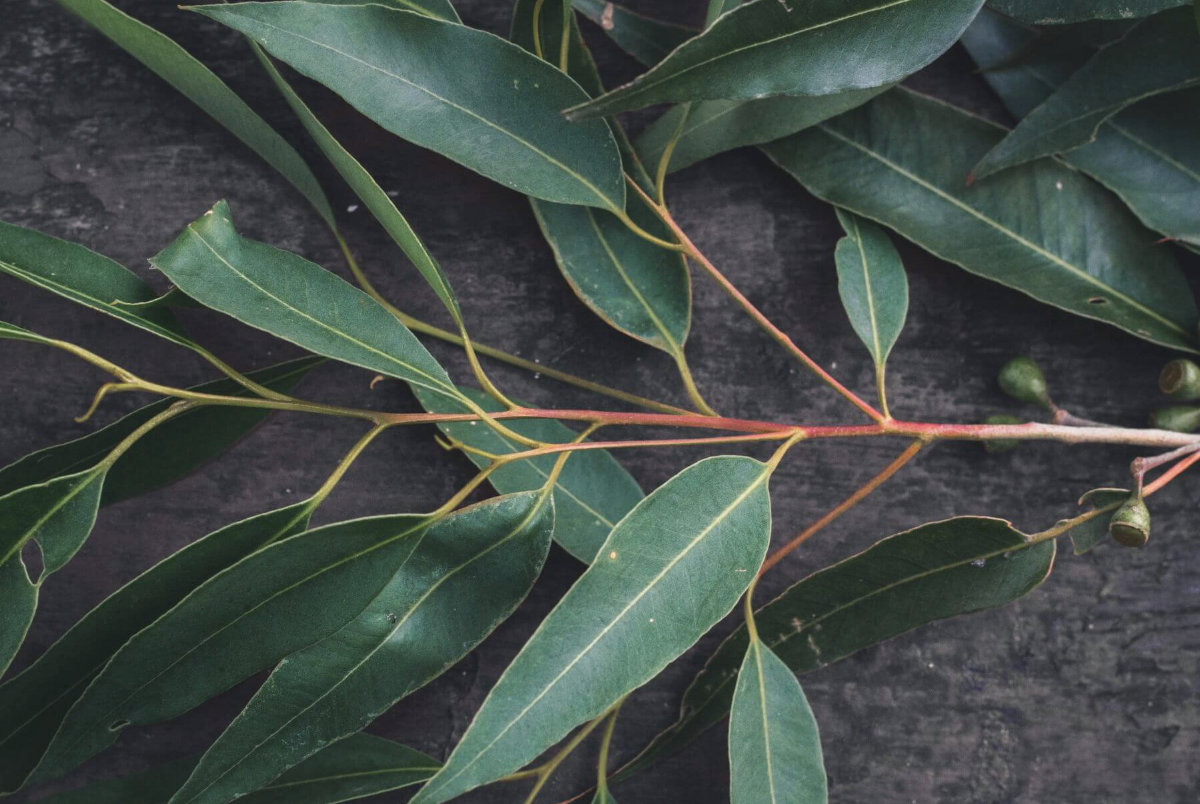 Operationalising Indigenous data sovereignty in environmental research and governance