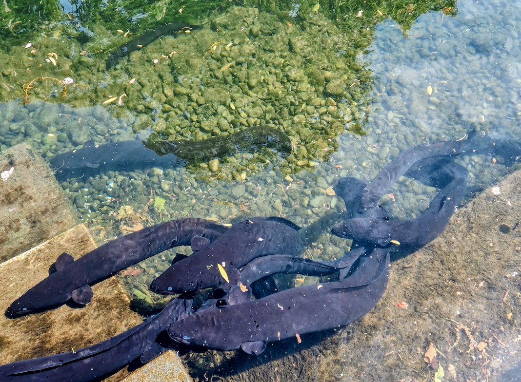 Reflections from Adaptation Futures 2025 (Stokes)