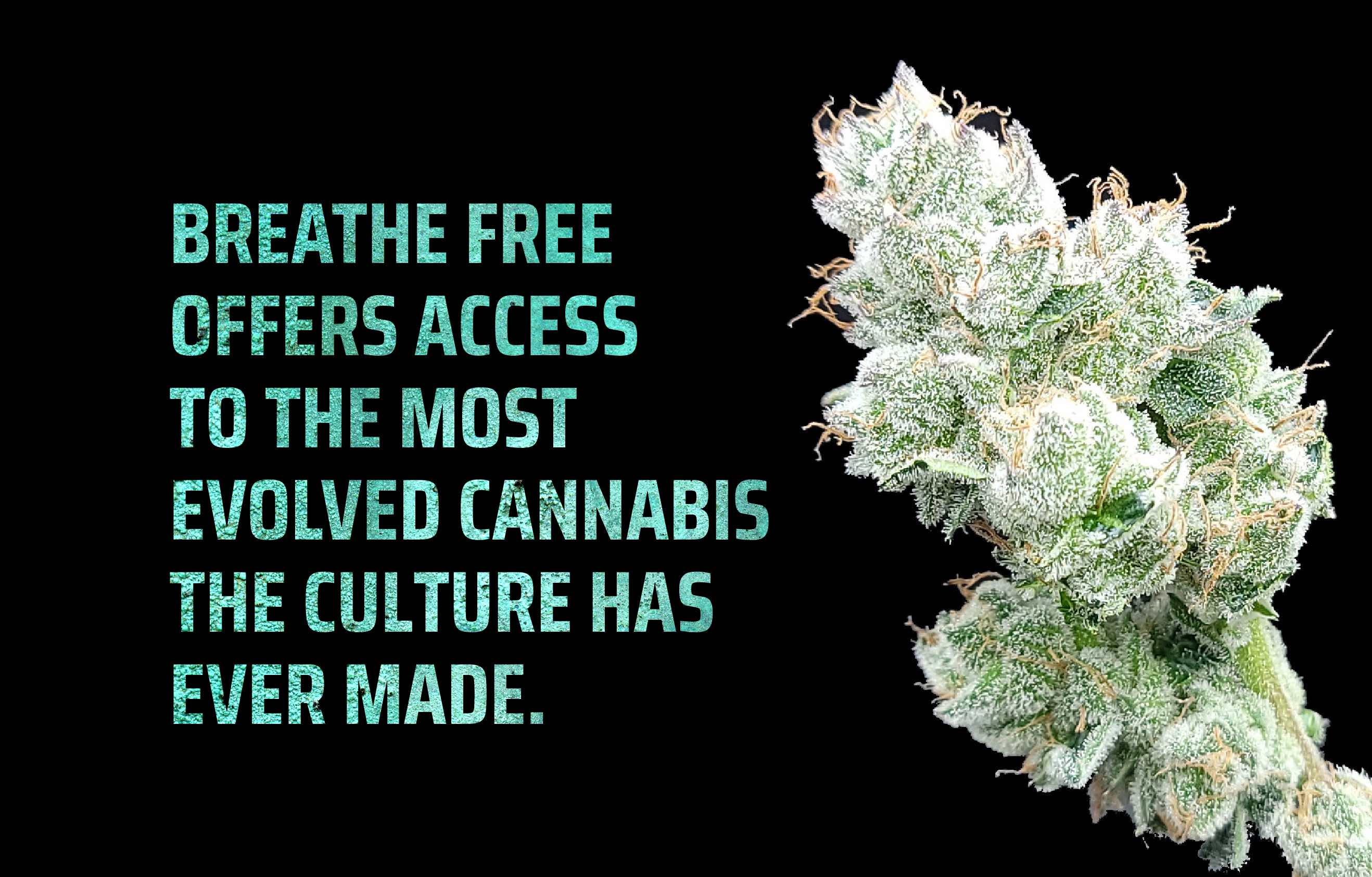 Breathefree brand identity Studio Wisdom