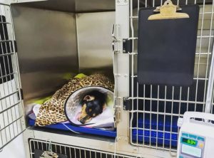 dog at the vet