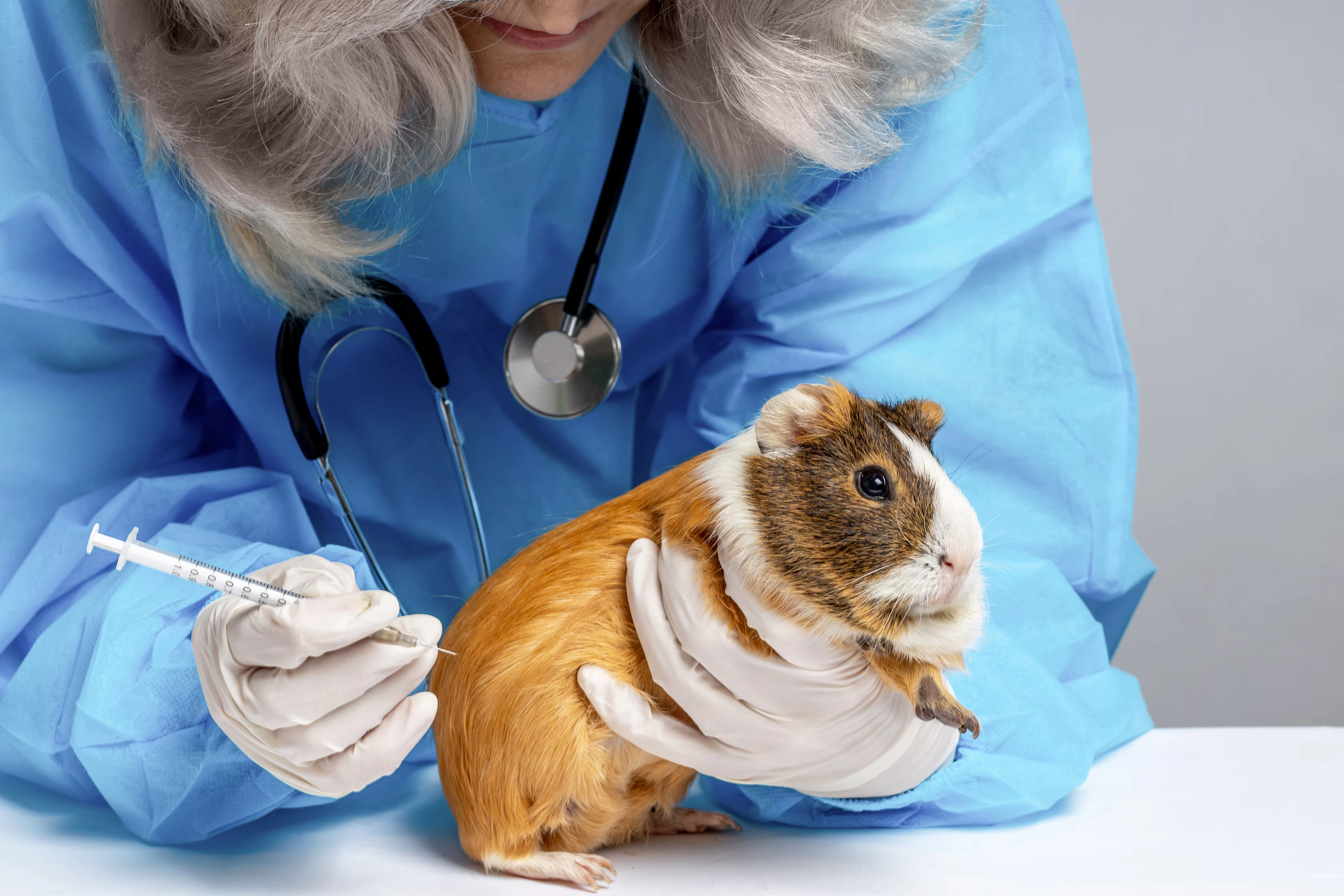 Veterinarian in blue gown and gloves holding a guinea pig while preparing to give an injection.