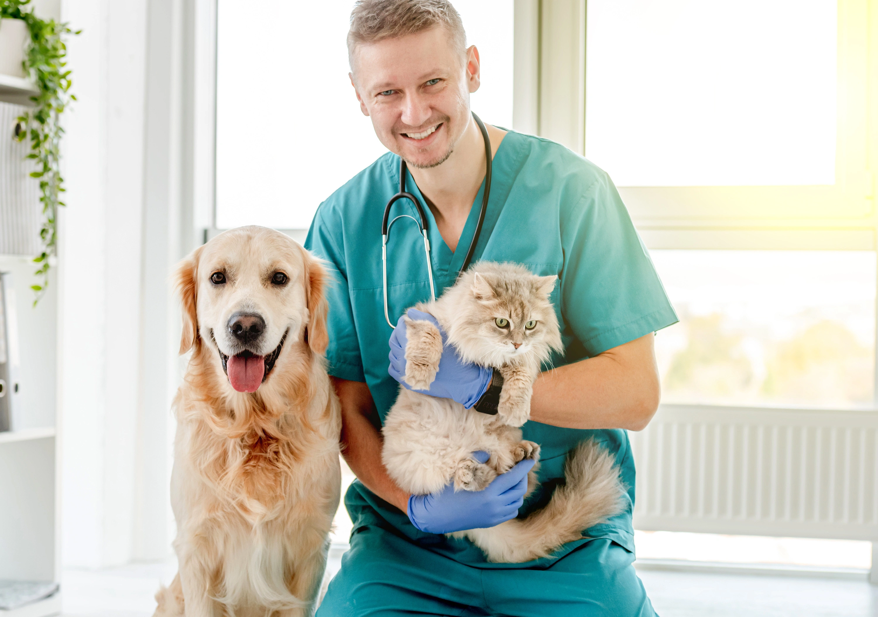 Veterinarian in green scrubs holding a fluffy cat, with a golden retriever sitting beside them.