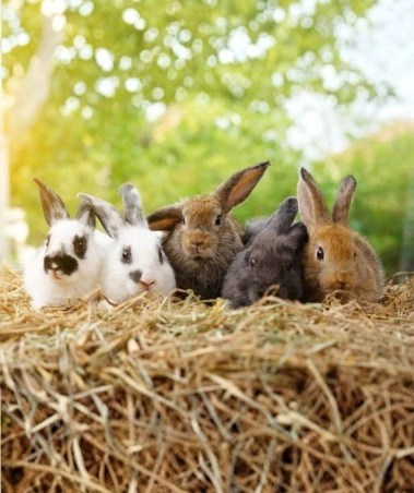 Five rabbits of different colors sitting together on hay above tree bark outdoors.