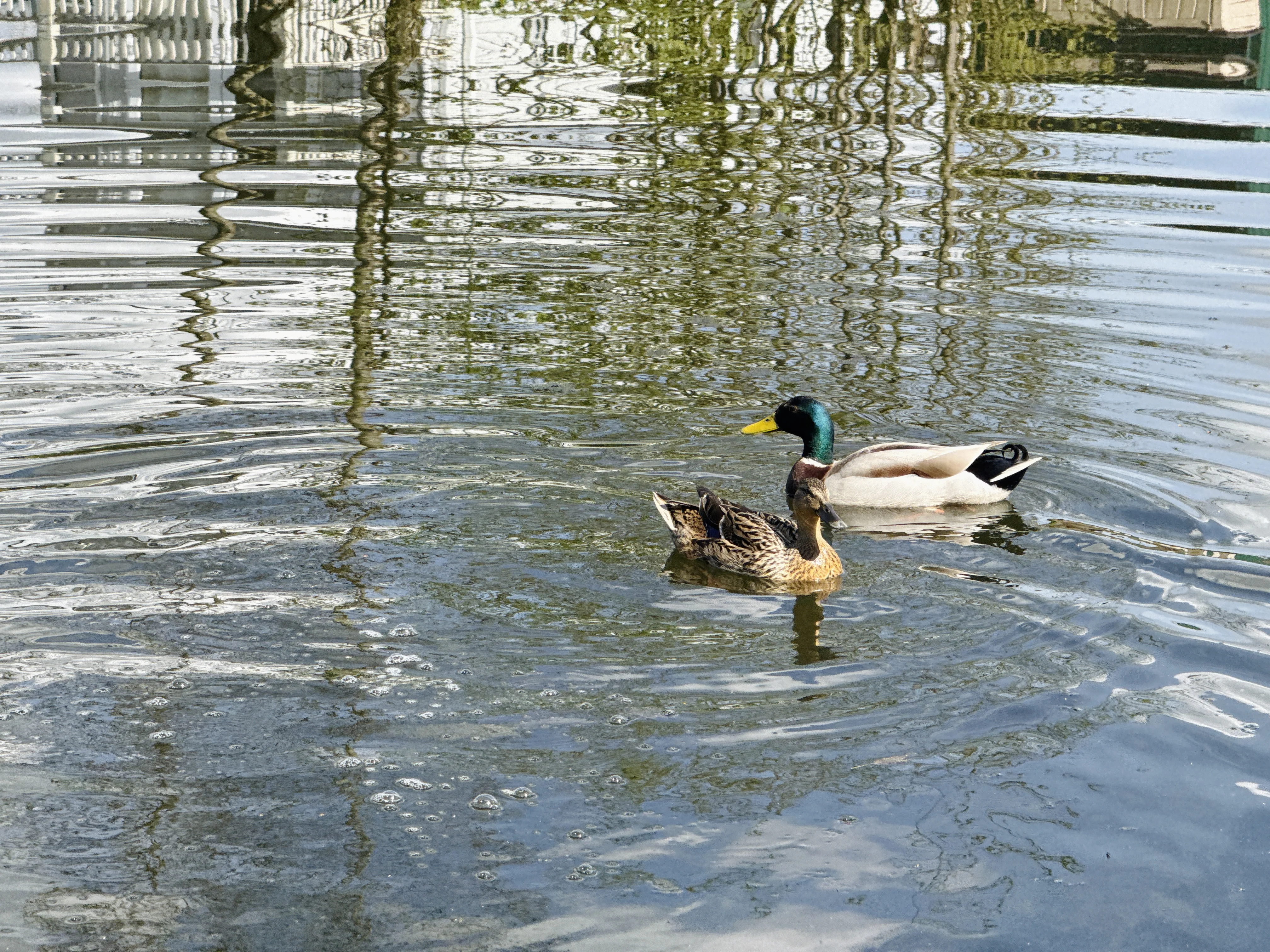 Mallard duck pair swimming in rippling water with reflective background