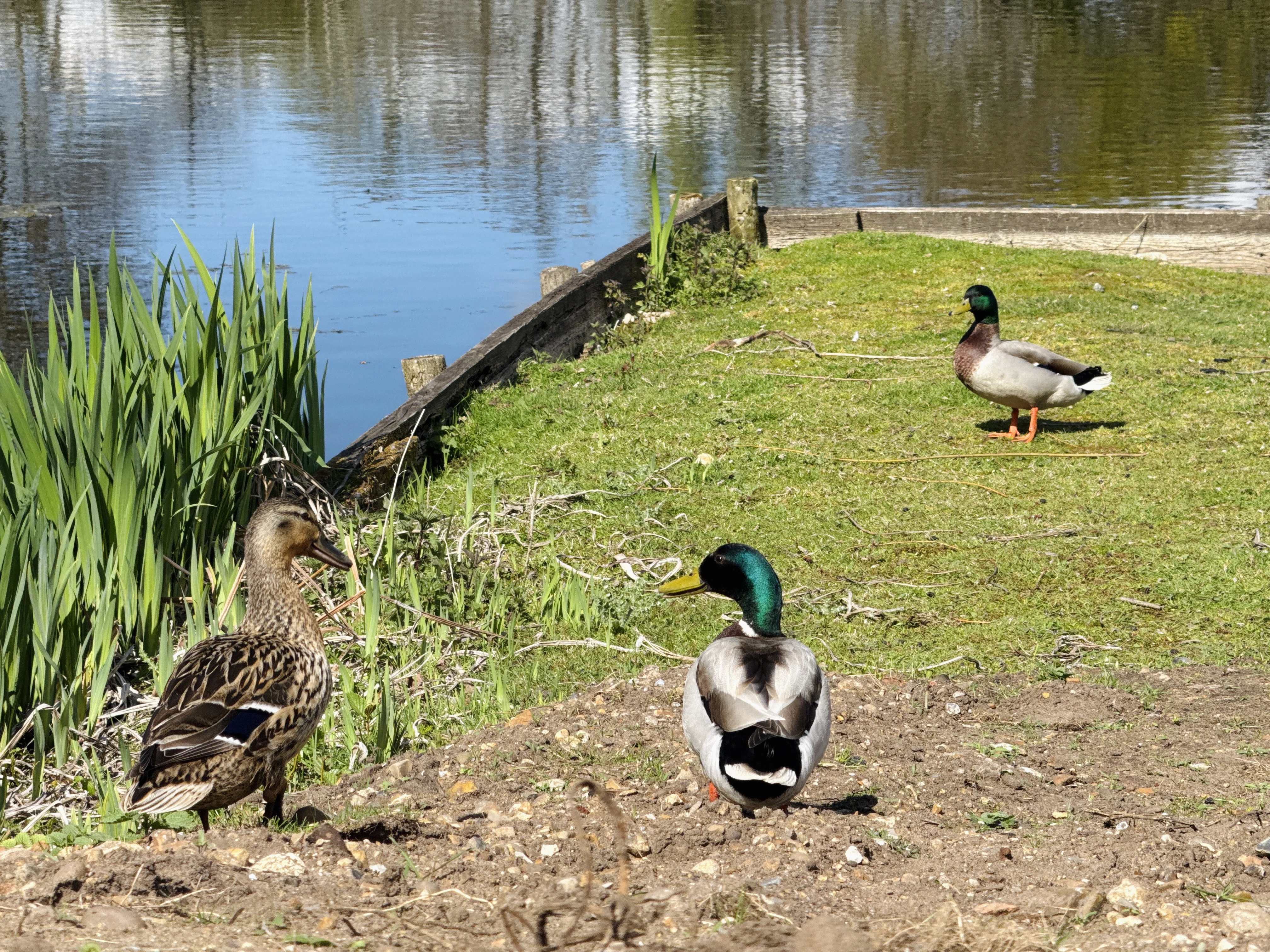 Three ducks near a pond with grass and wooden barrier