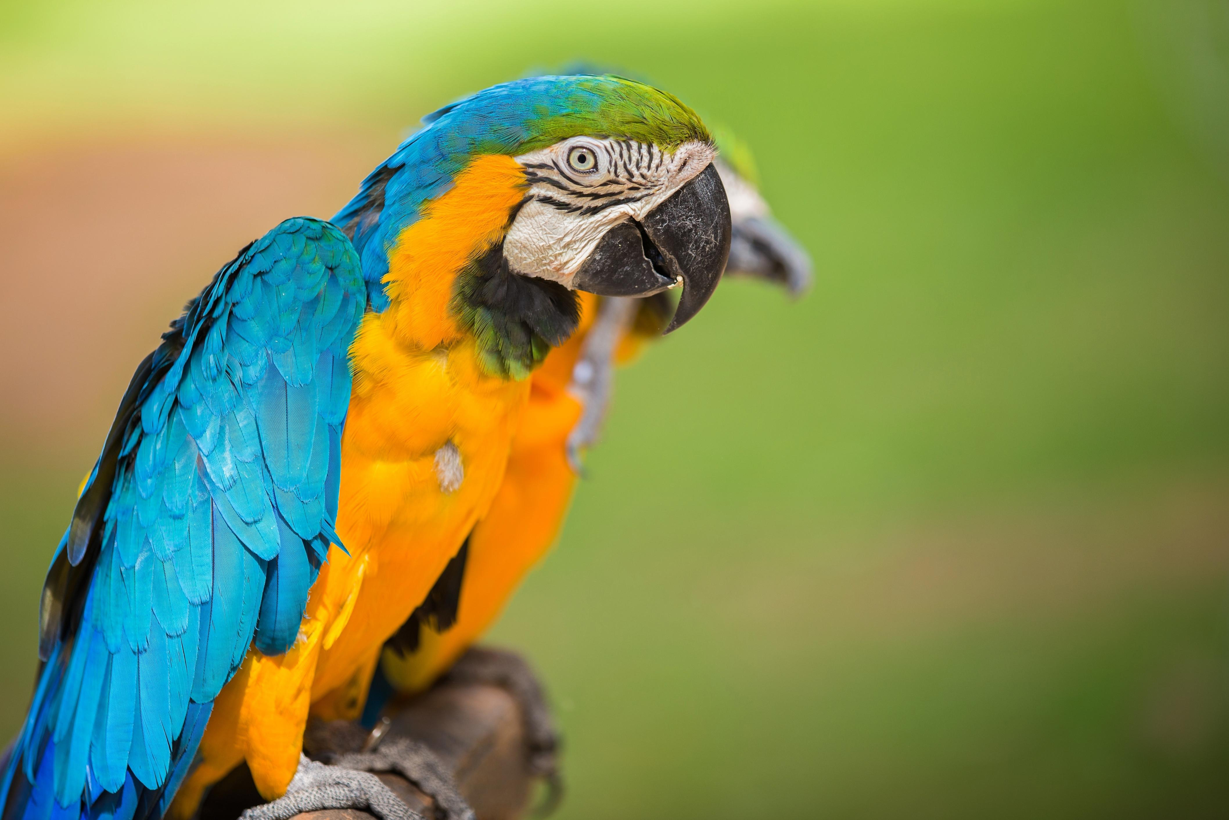 A macaw, from which the name Aradoo comes from